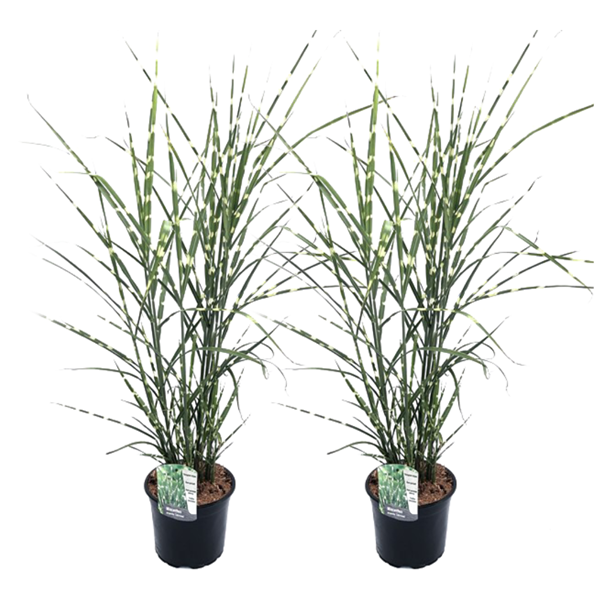 Miscanthus 'zebrinus' herbe ornementale