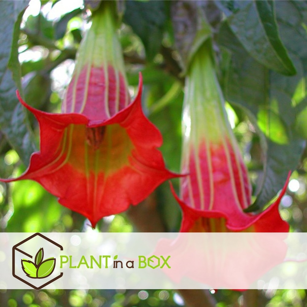 Brugmansia - mélange de 6 - fleurs de jardin - pot 9cm - hauteur 25-40cm