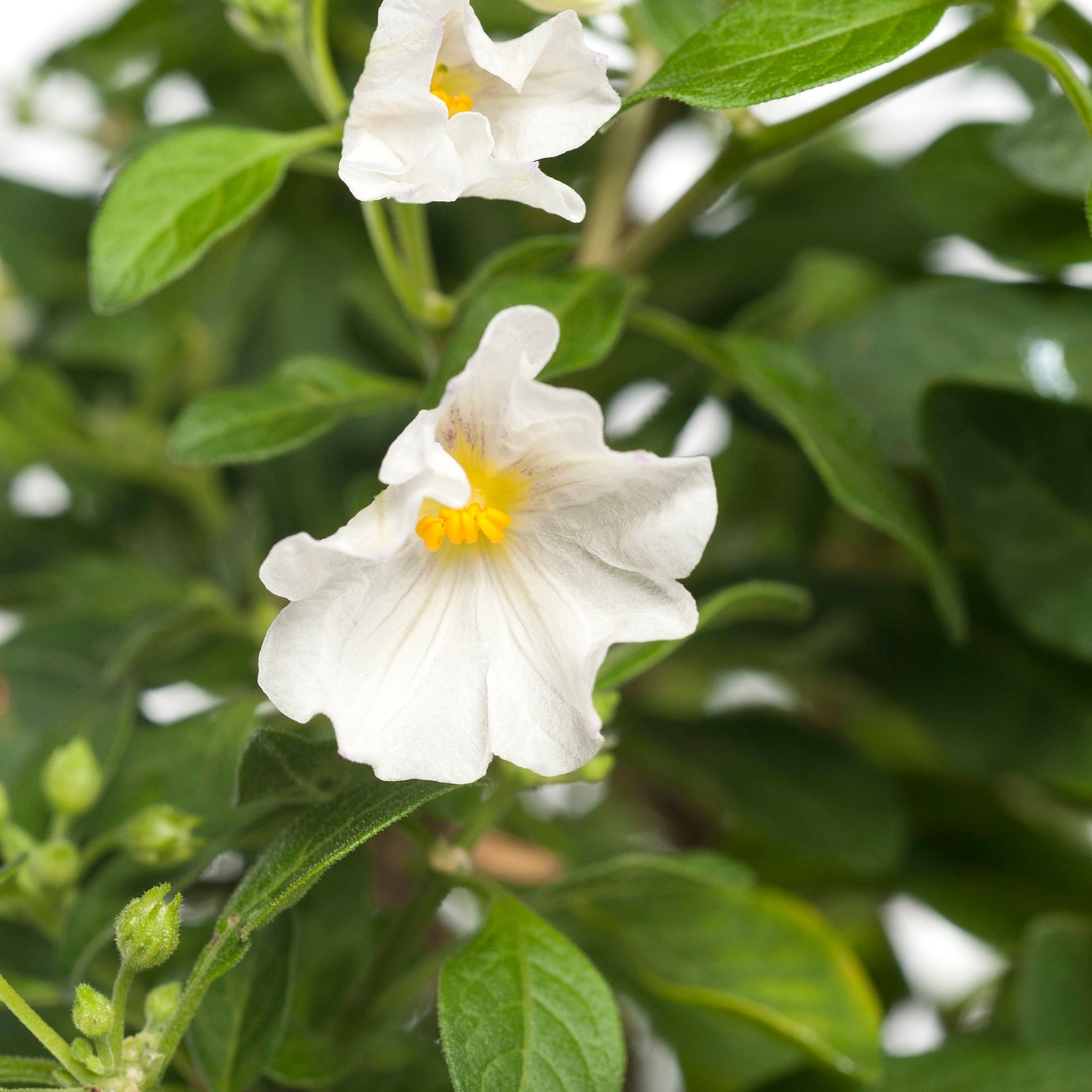 Nachtschade op stam (Solanum rantonetti 'Charles White') D 19 H 75 cm