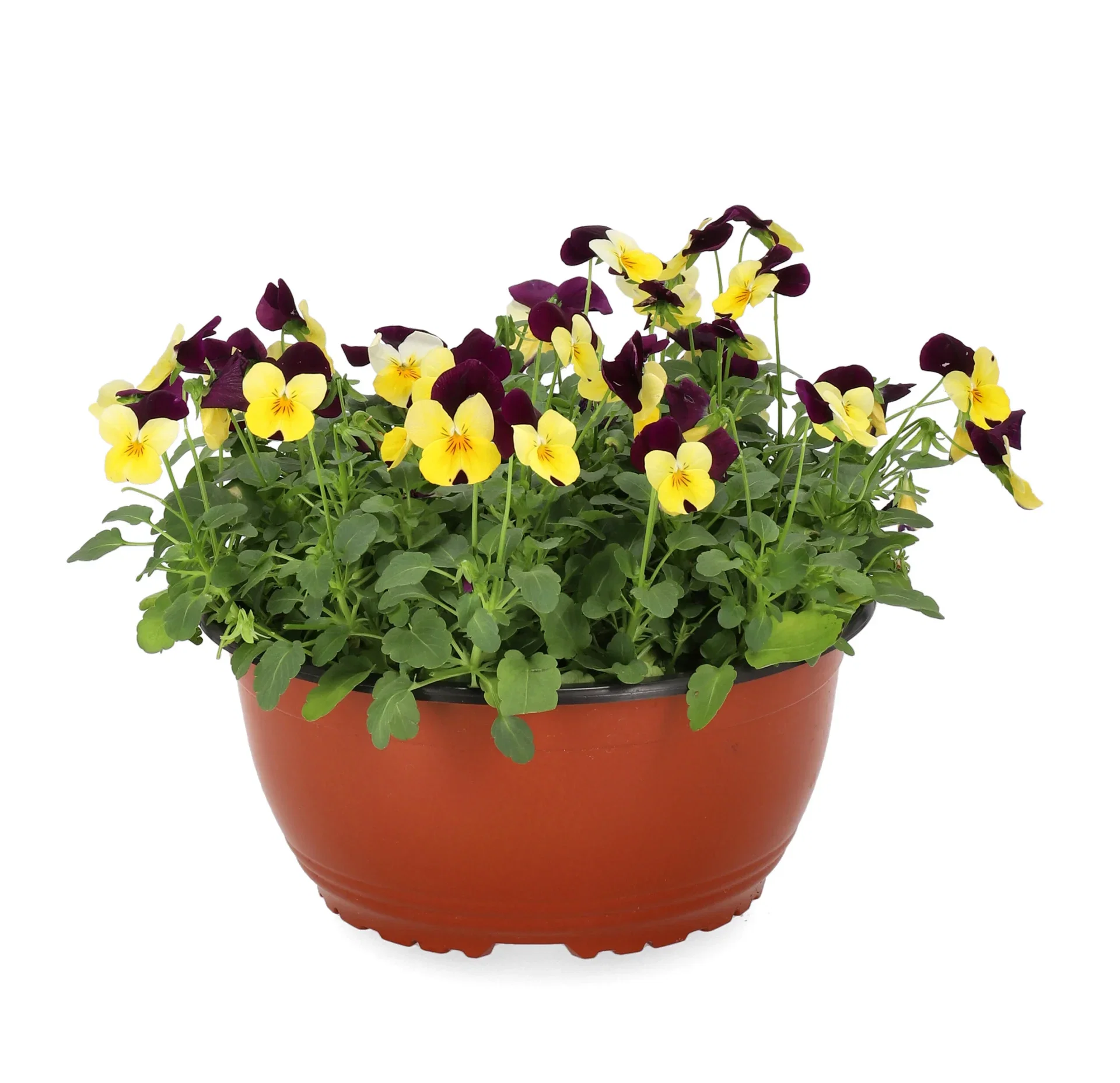 Viola x wittrockiana Stemor i skål Ø21 cm