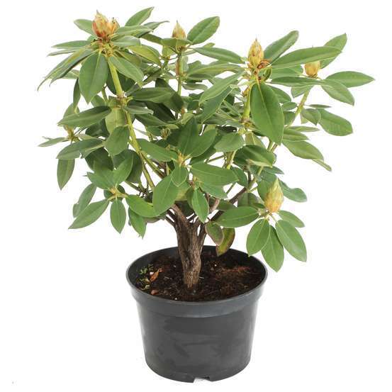 Rhododendron x mix : floraison retardée C7L