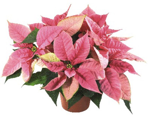 Poinsettia FloraSelf Euphorbia pulcherrima H 30-35 cm Ø 13 cm pot