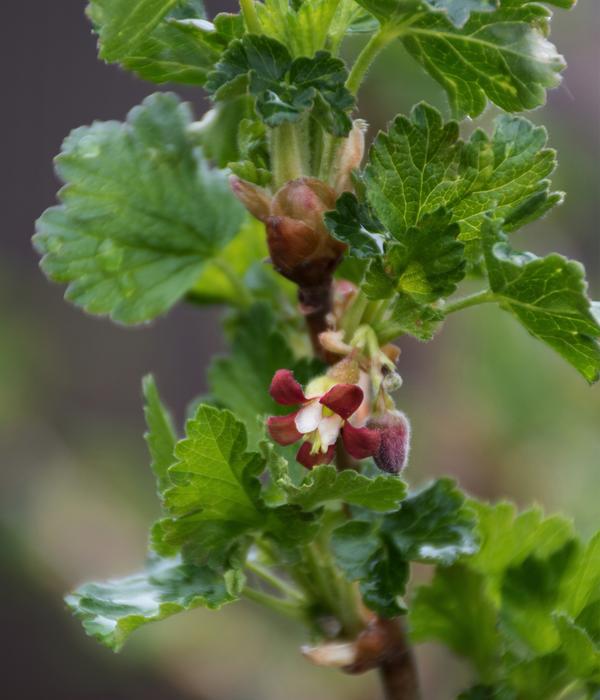 Bio Stachelbeere 'Spinefree'