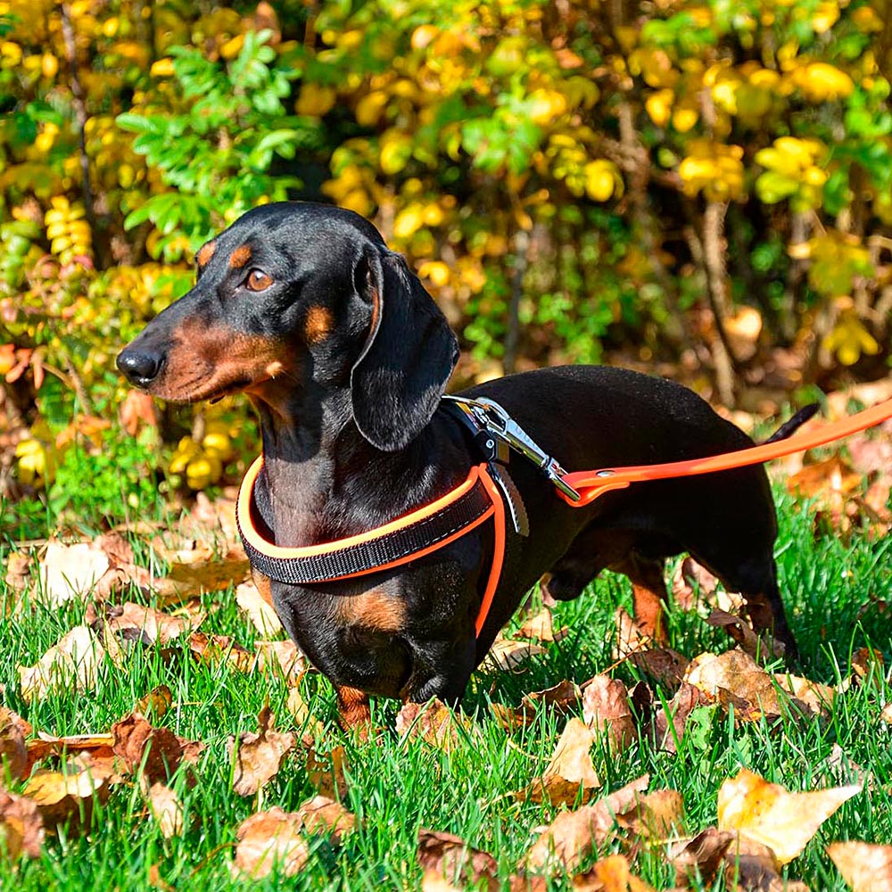 Ferplast harnais ergonomique pour chiens agila fluo 4, ajustement parfait, fermeture pratique avec lacet, rembourrage souple, a=b