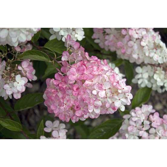 Hydrangea paniculata 'Vanille Fraise®' : Conteneur de 10 Litres Touffe