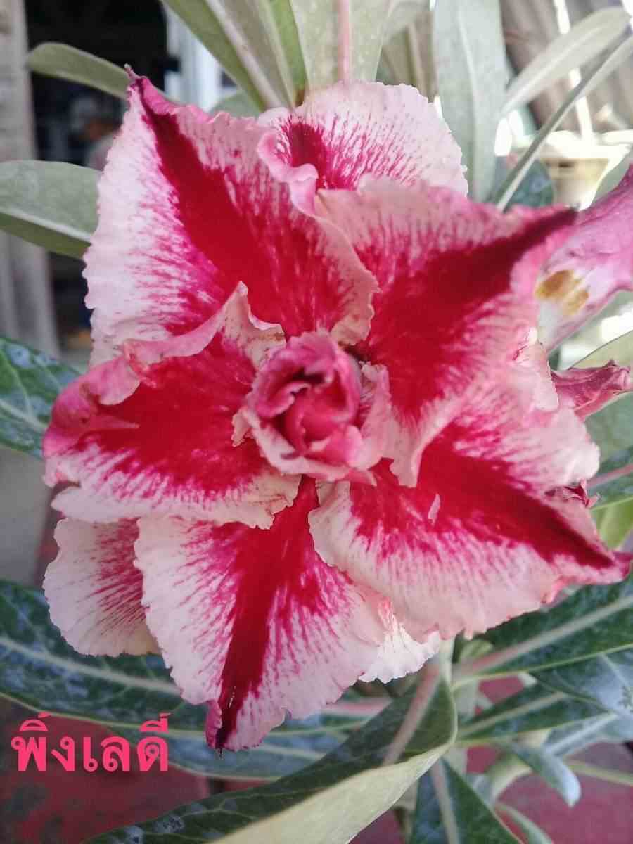 Adenium obesum cv.pink lady rouge - taille caudex d'environ 150g