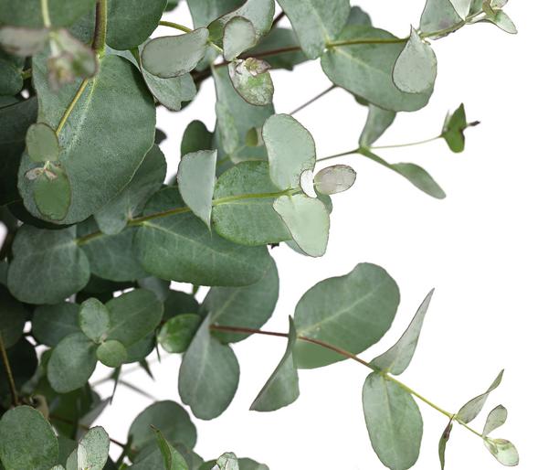 Eukalyptus, Busch
