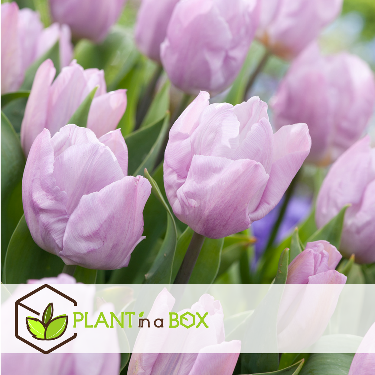 Tulipa prince mix - bulbes à fleurs x40 -tulipe - pourpre