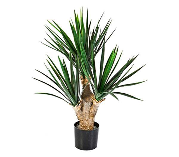 Yucca-Palme - Yucca elephantipes, verzweigt