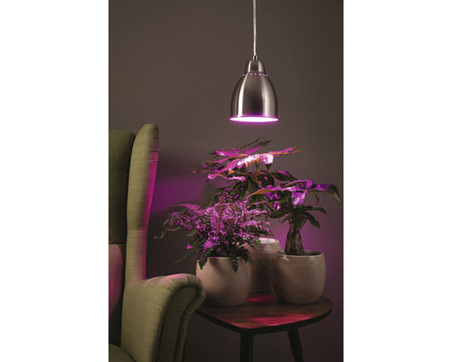 Plantenlamp, 1-lamp, HxØ 180x14,5 cm, ijzer/geborsteld