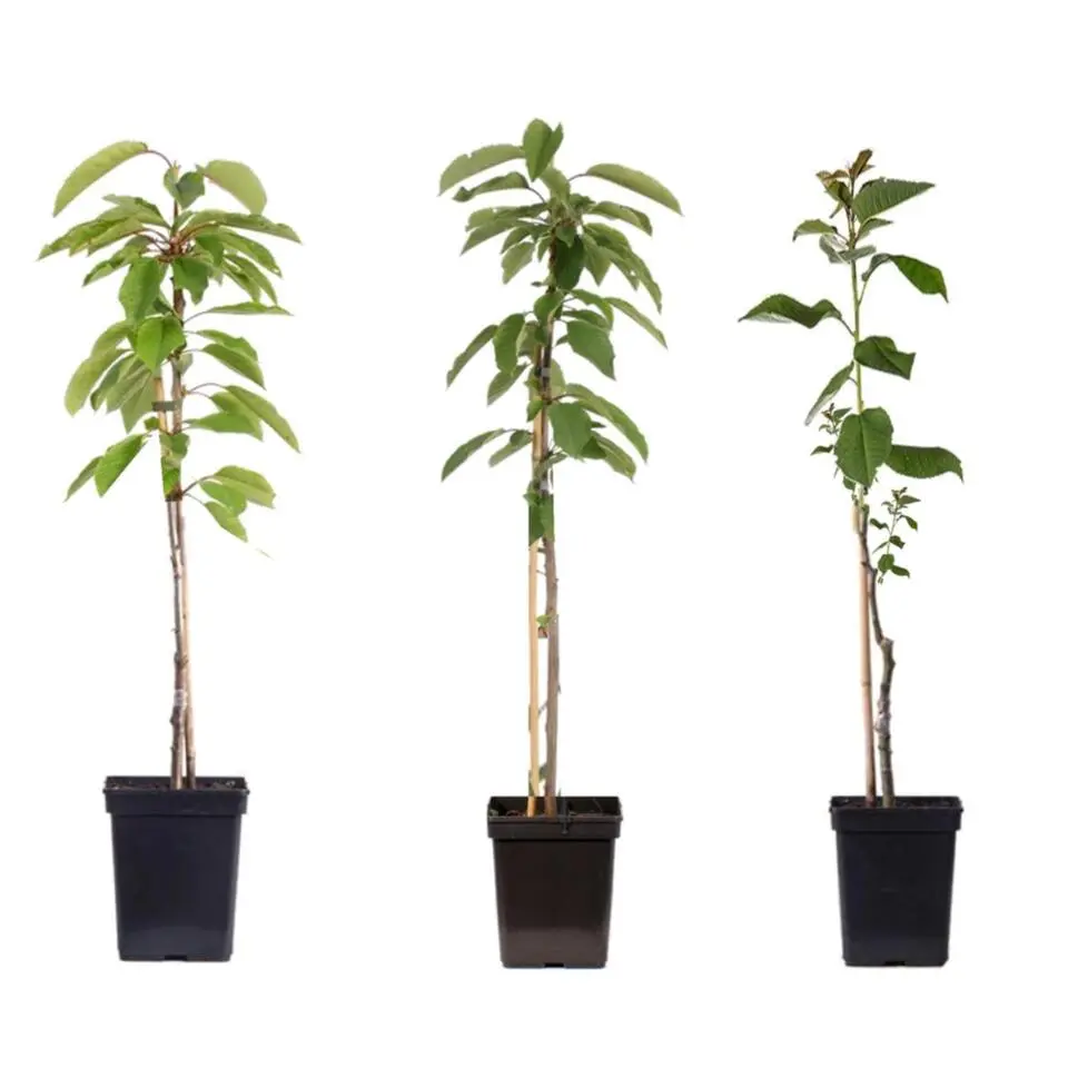 Appelboom-mix - Set van 3 - Malus - Hoogte 60-70cm - ⌀9cm
