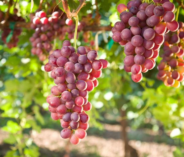 Tafeltraube 'Crimson Seedless'