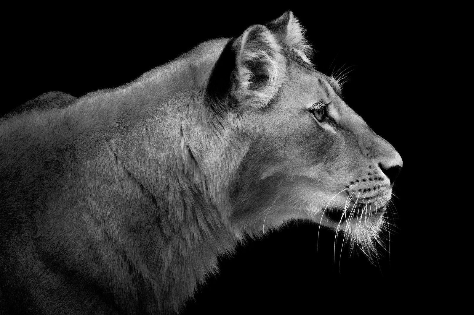 Lioness Portrait by Wolf Ademeit - Limited Edition. Edition of: 100. Signed.