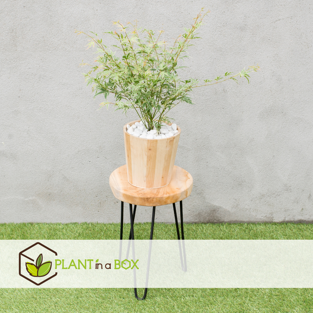 Acer palmatum 'butterfly' -erable japonais -lot de 2 - pot 19cm -hauteur 50-60cm