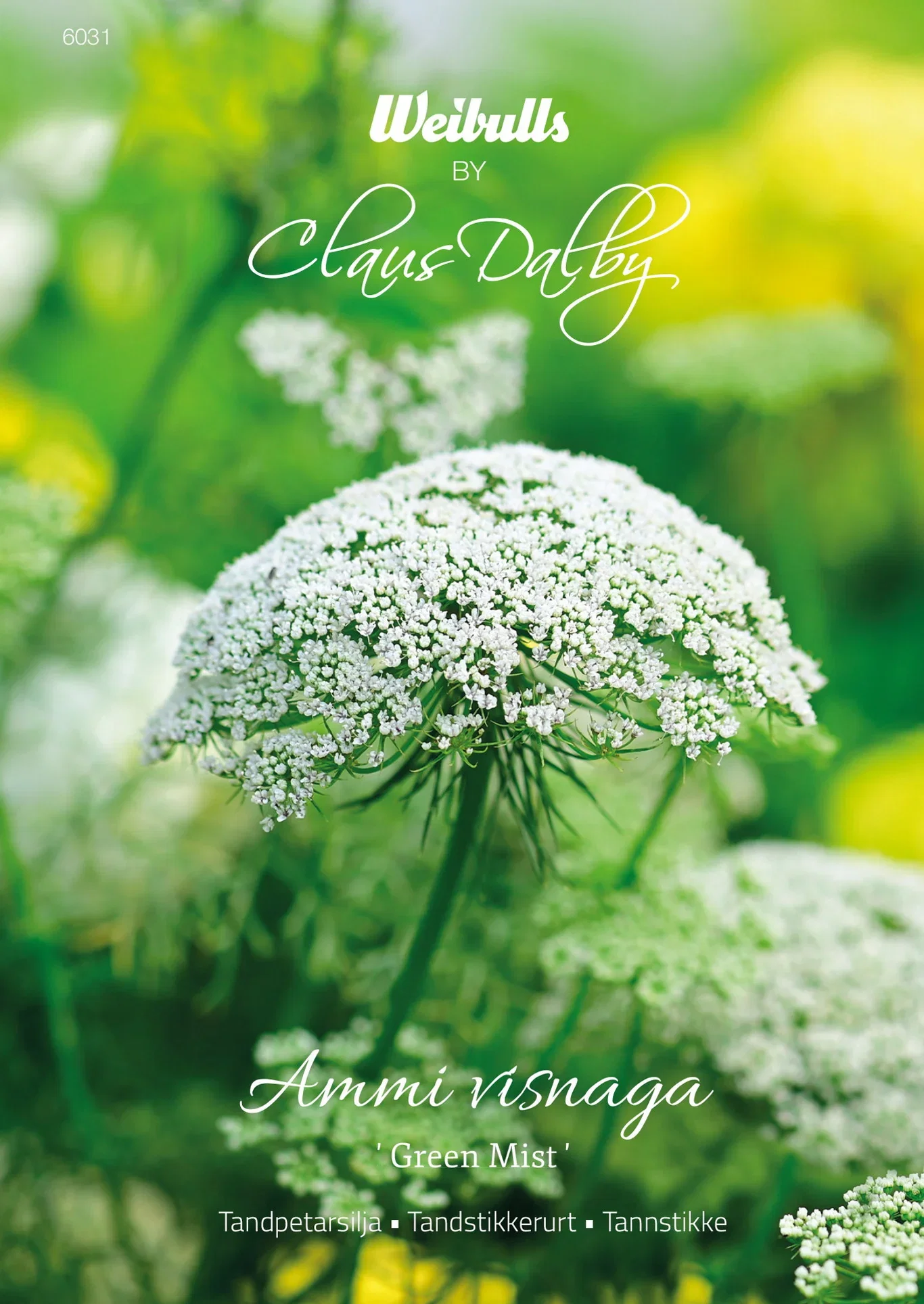 Ammi visnaga 'Green Mist' Tannpersille 'Green Mist'