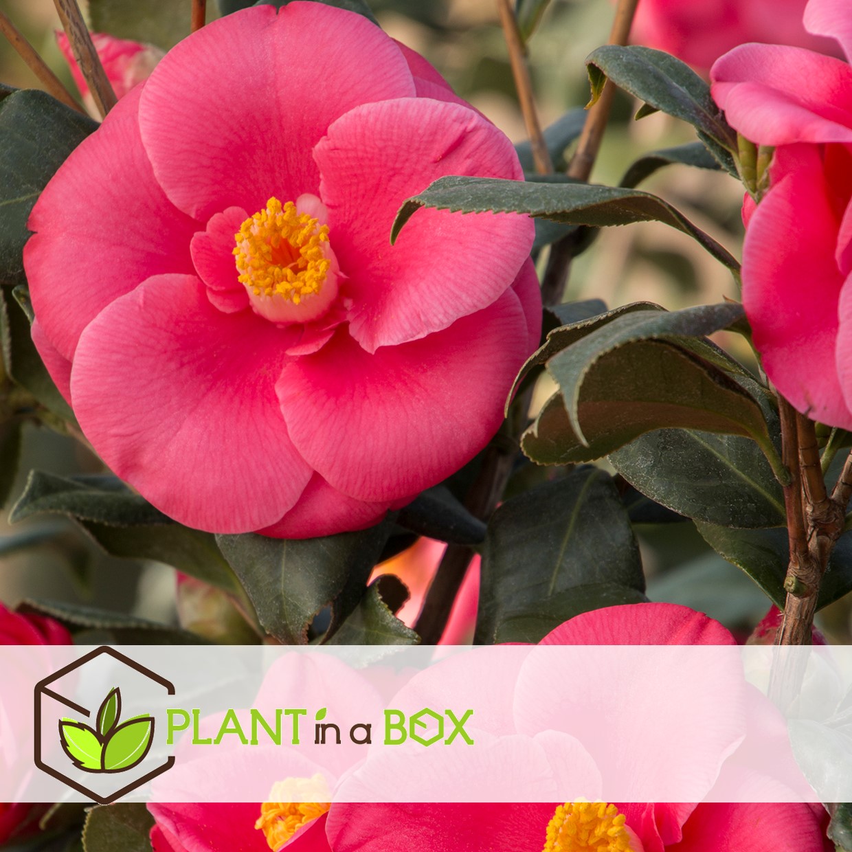 Camellia japonica - mélange de 6 - rouge,blanc,rose - pot 9cm - hauteur 25-40cm