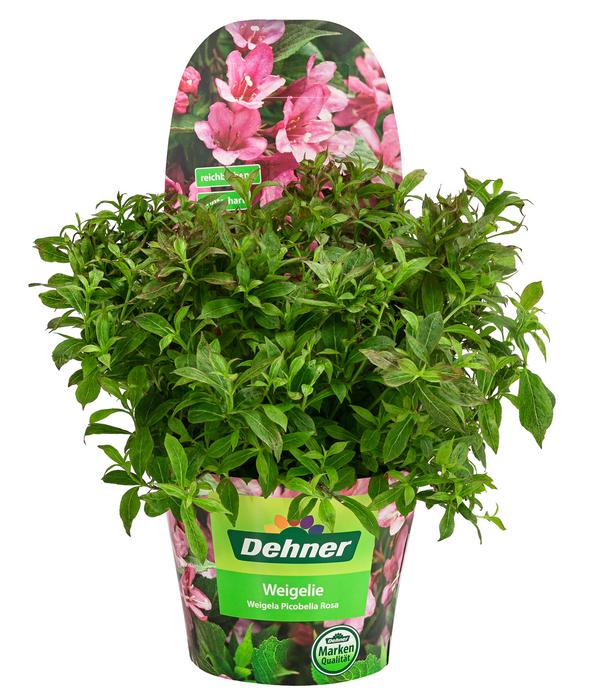 Weigelie 'Picobella'