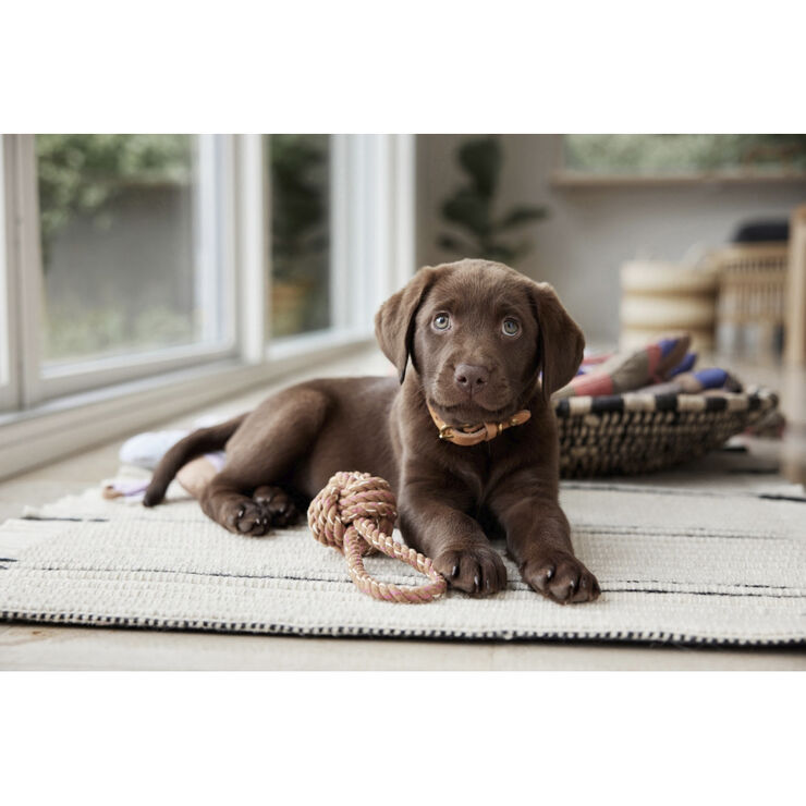 OYOY Living Design Otte Hunde Reblegetøj Karamel