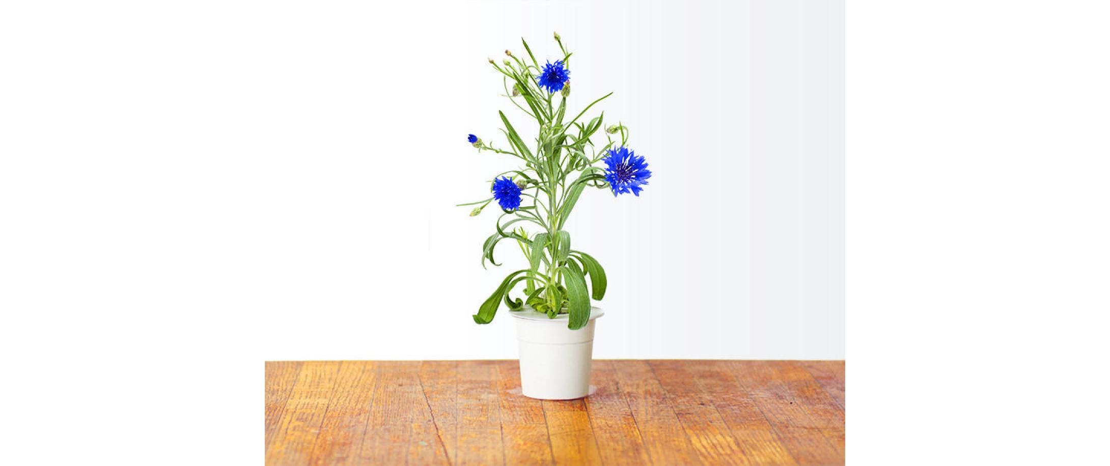 Saatgut KornblumeNachfüllpackung zum Smart Herb Garden