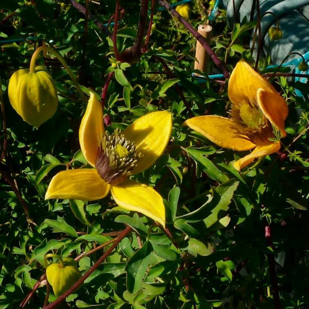 Clématite 'orange peel' - clematis orientalis 3l