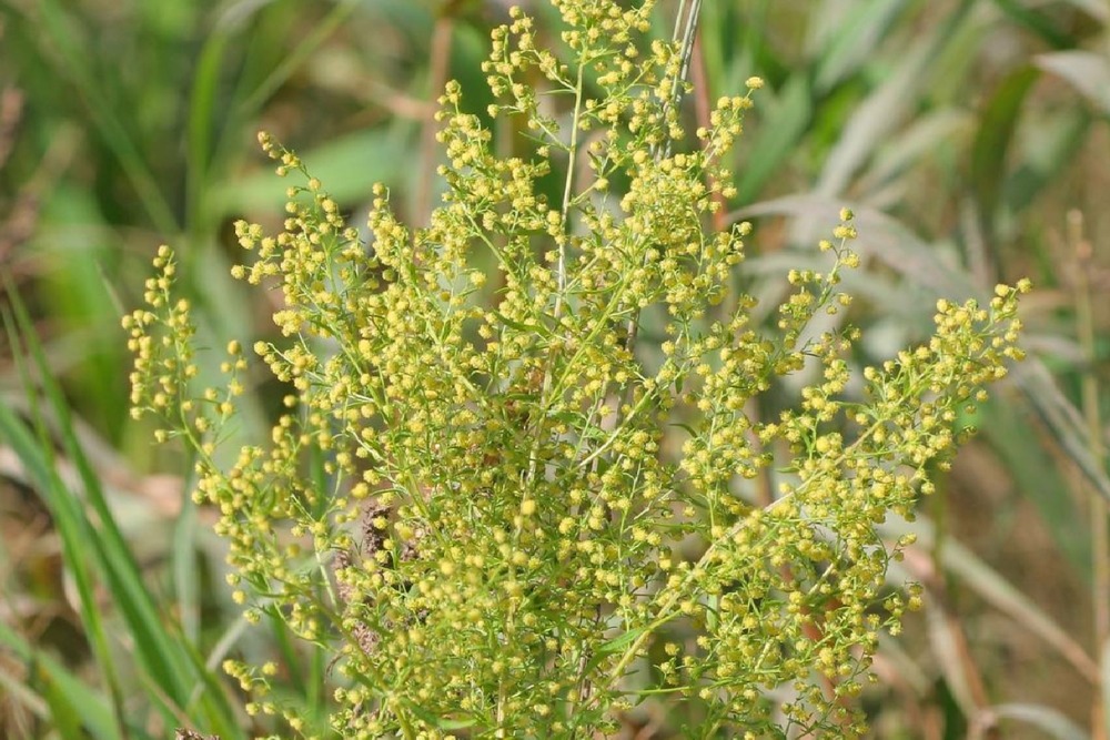 Jardin dans le sac - armoise annuelle qing hao - 250 graines - artemisia annua