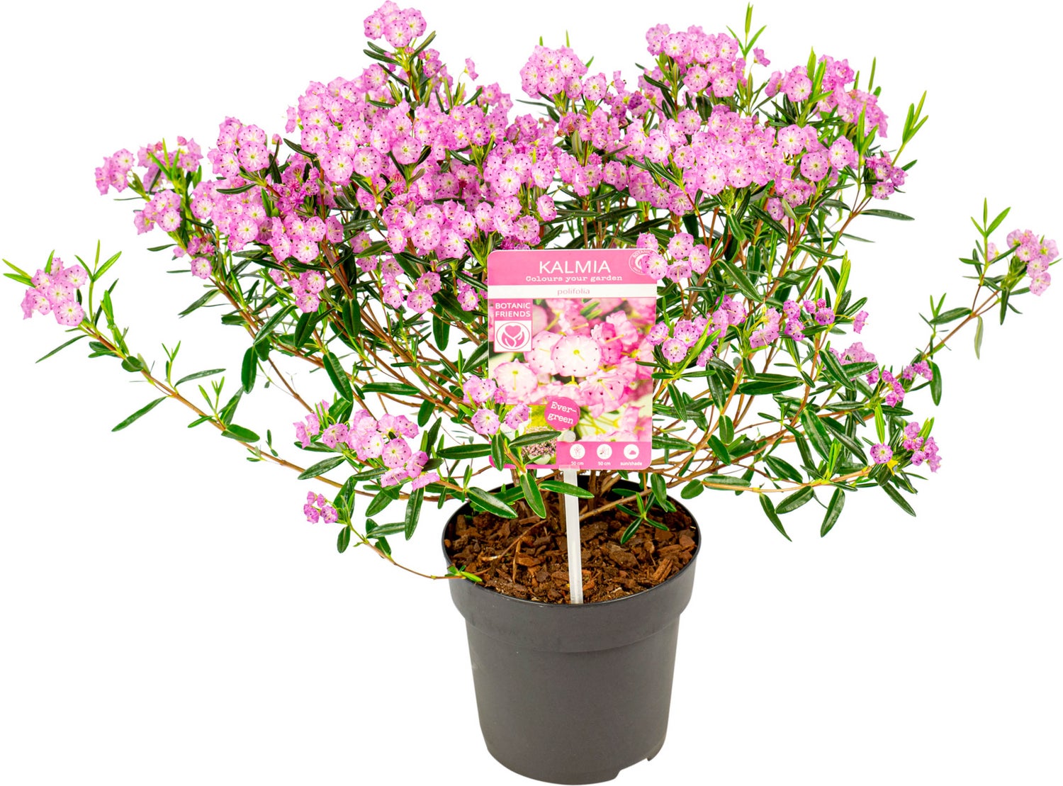 Lepelboom (Kalmia polifolia) D 15 H 30 cm