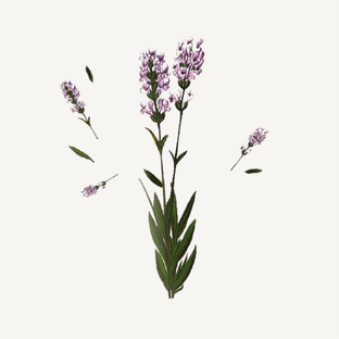 Panier des Sens Relaxing Lavender Showergel 250ML