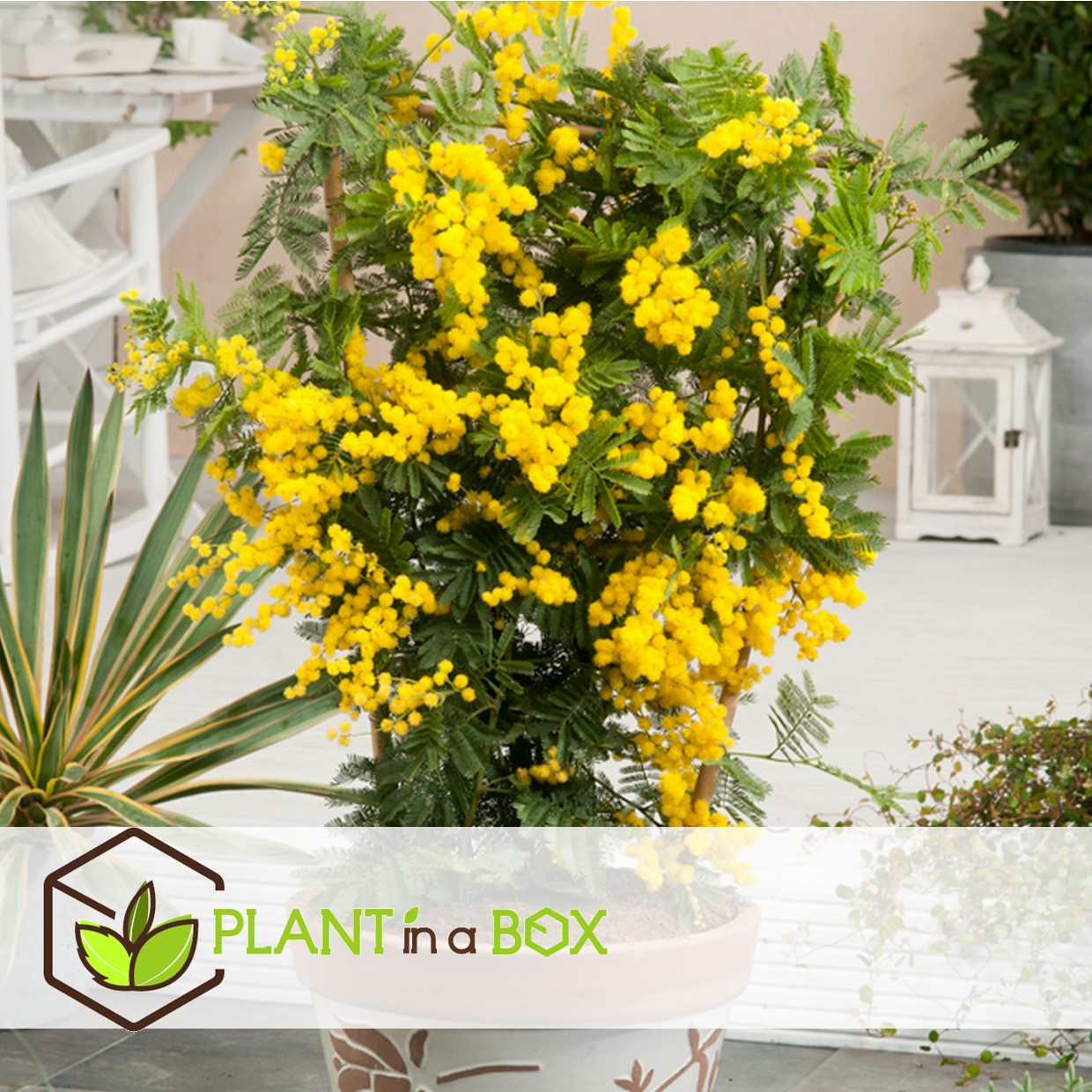 Acacia dealbata mimosa - set de 6 - pot 9cm - hauteur 25-40cm