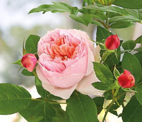Edelrose 'Schöne Maid®'