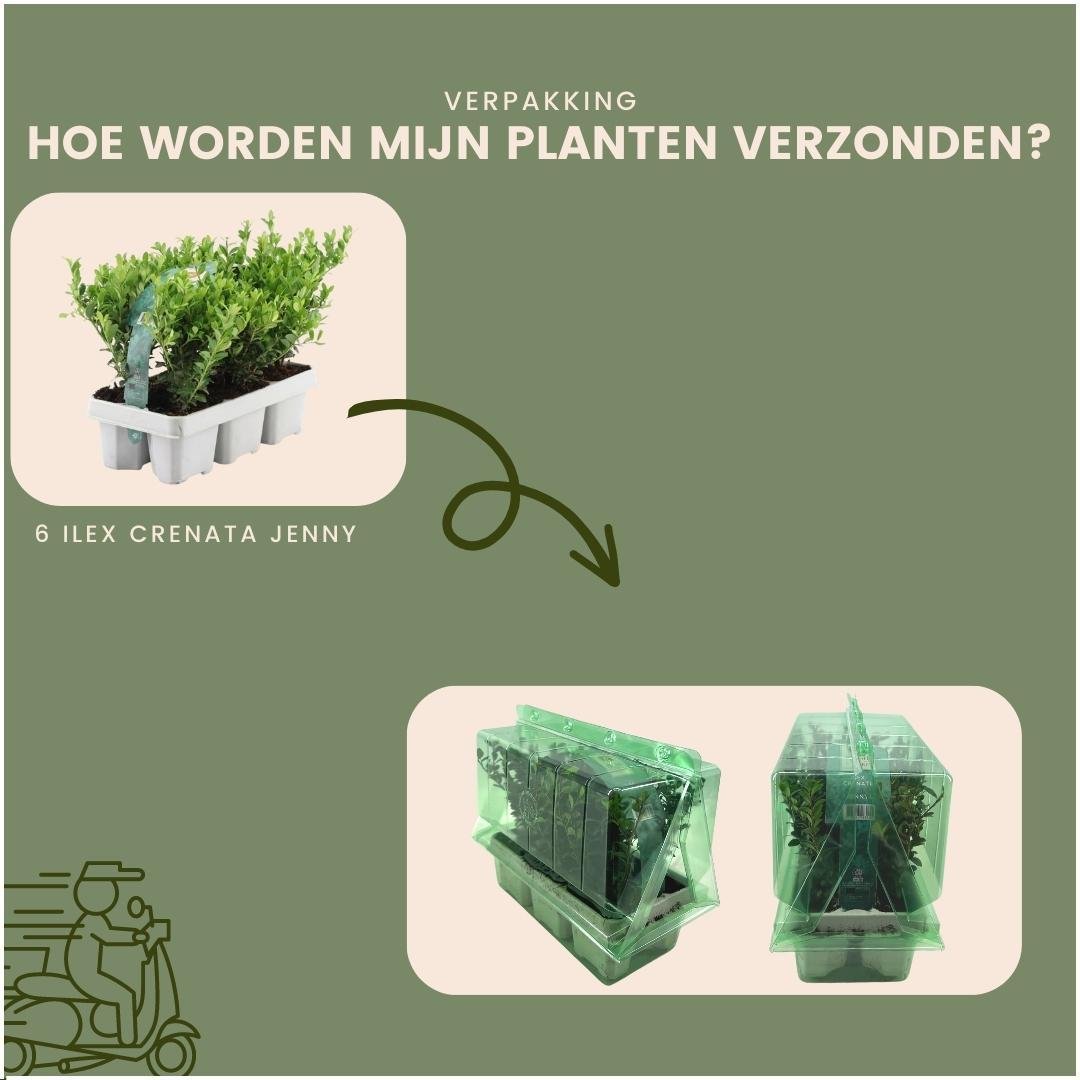 Ilex crenata 'jenny' - lot de 48 - ø7cm - ↕25 cm - plante de haie