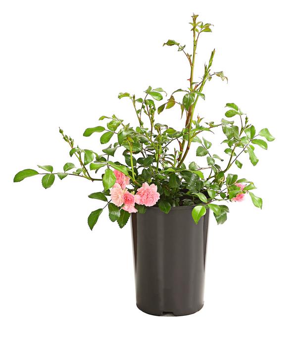 Bodendeckerrose 'The Fairy®', rosa