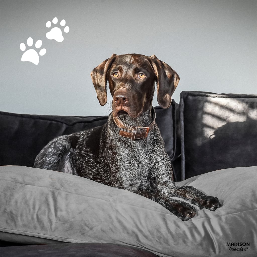Cama para cachorro