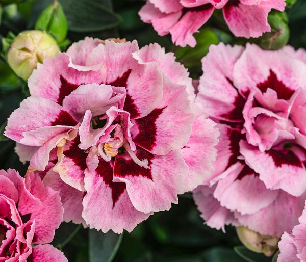 Garten-Nelke, verschiedene Farben
