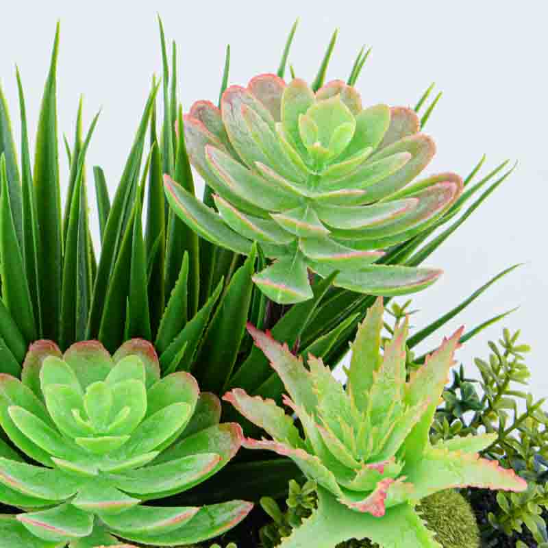 Succulente en pot