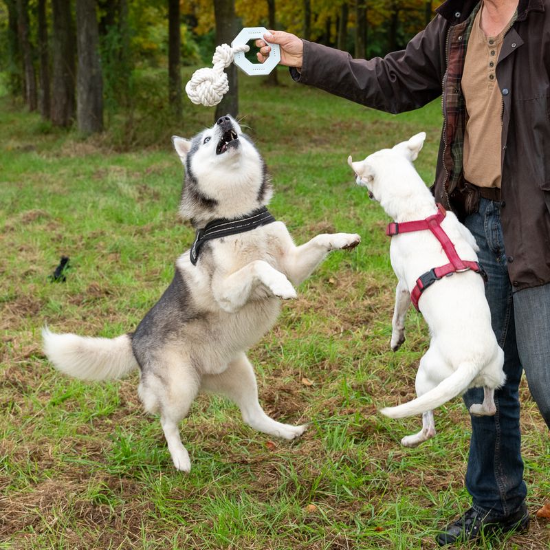 Jouet Modern Living Vigo pour chien