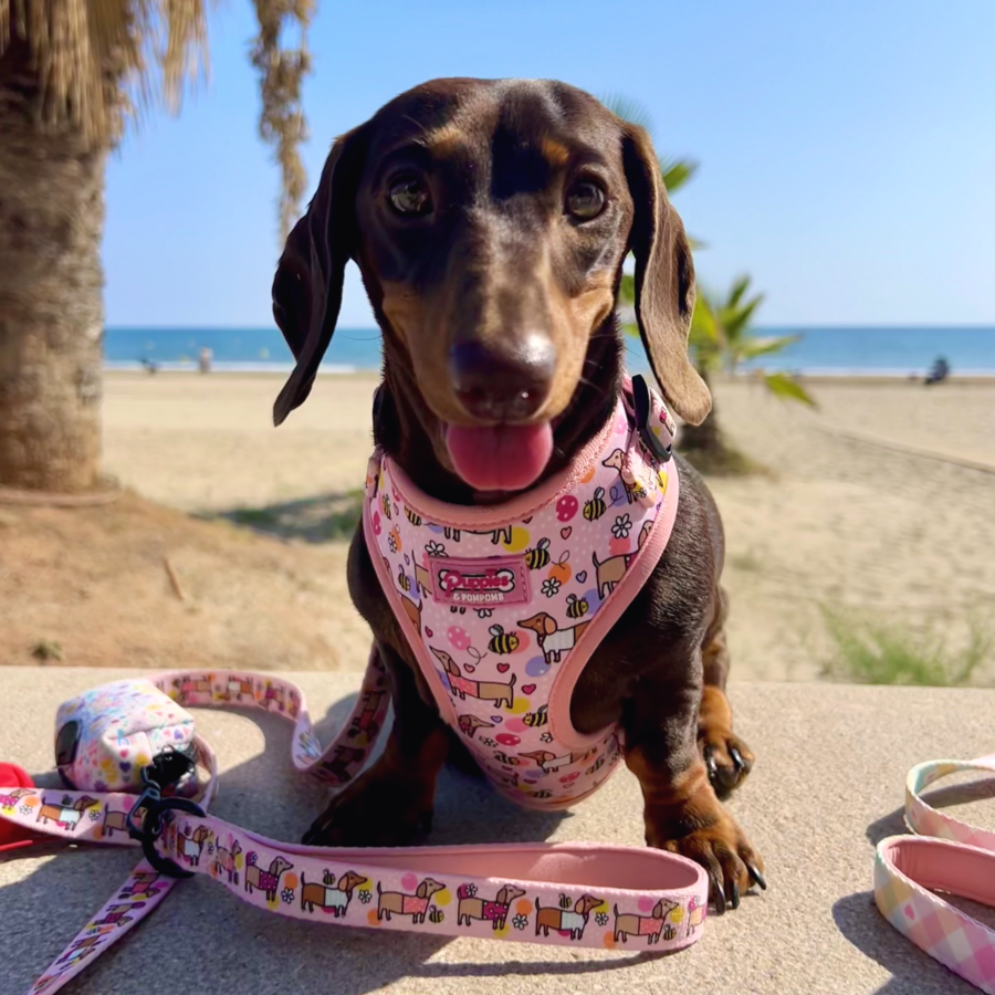 Coleira para cães - Bee Happy Dachshunds