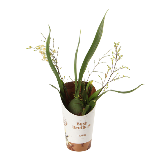 Orchidée Oncidium 'Munsterland' 1 tige - pot D.12 cm
