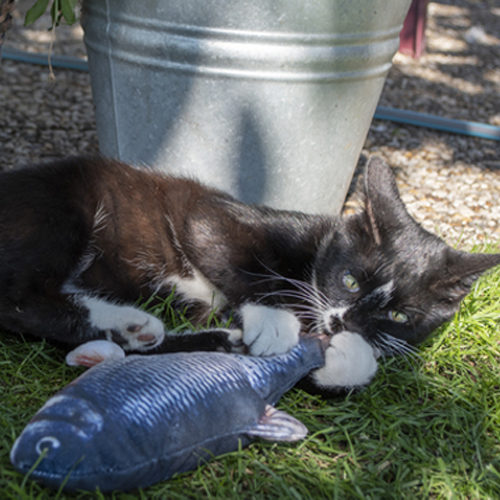 Robocat Zalm
