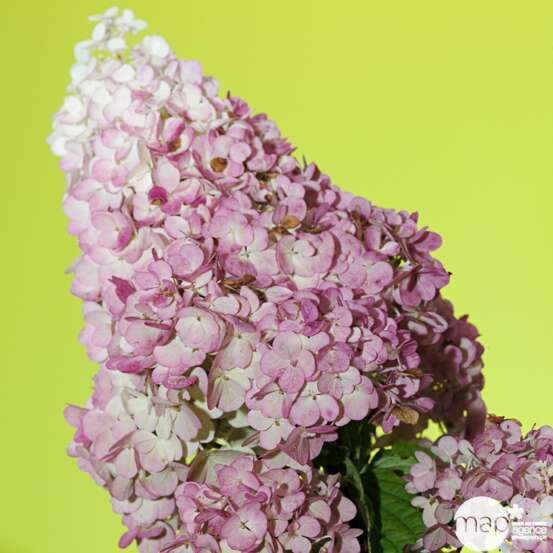 Hydrangea Paniculata variété protégée: C.7,5L