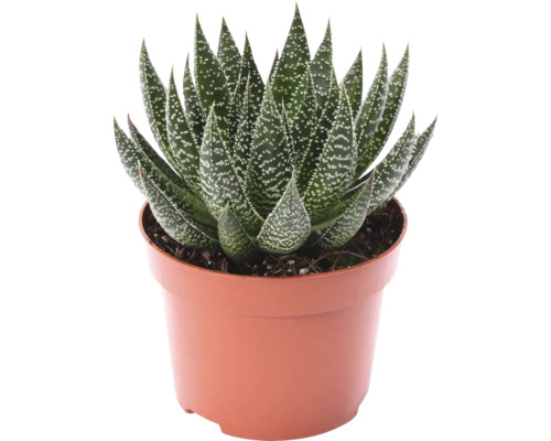 Gasteria FloraSelf Gasteria 'Beguinii' H 15-17 cm Ø 12 cm pot