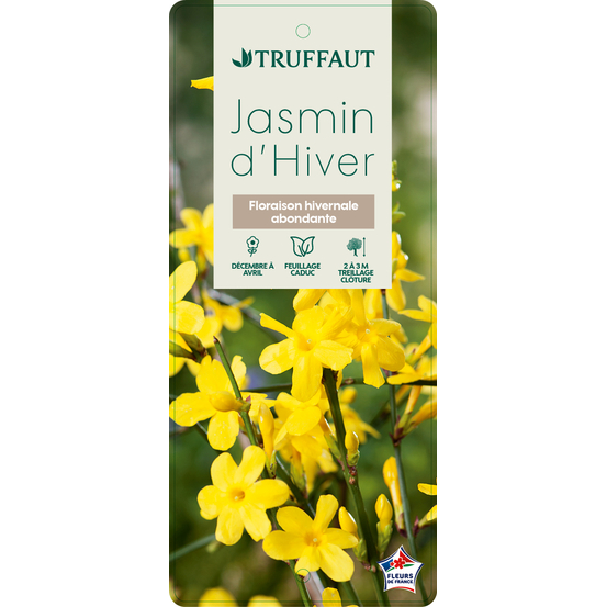 Jasminum nudiflorum ech : ctr de 3 Litres
