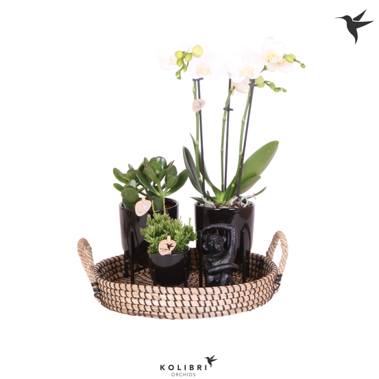 Compo 3 plantes d'intérieur - pot Déco D30cm