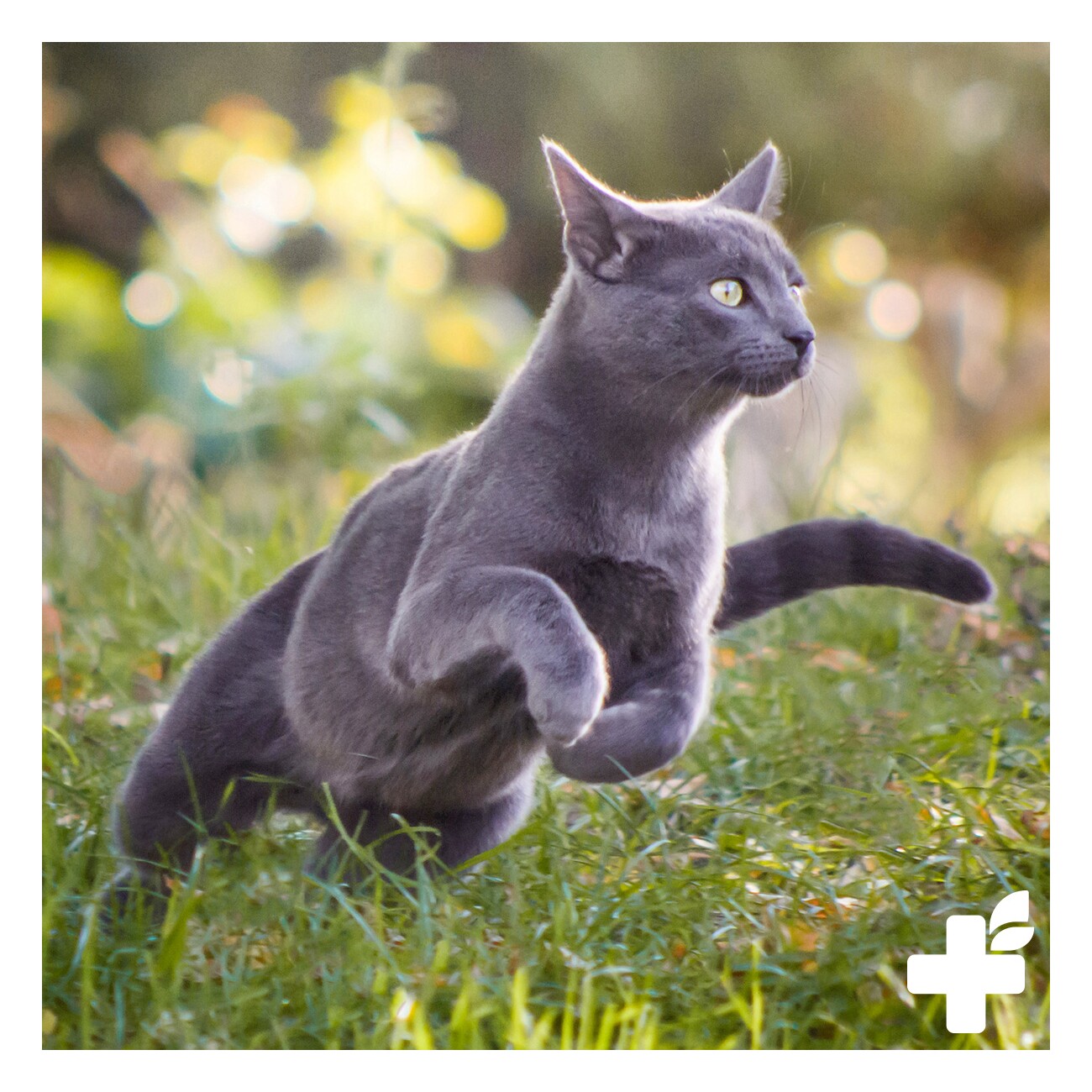 REAVET Taurin Pulver für Katzen 100g