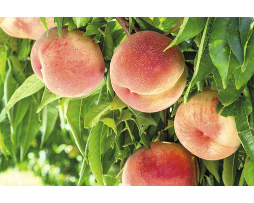 Biologische perzikboom FloraSelf Biologisch Prunus persica 'Roter Ellerstädter' Stamhoogte 60 cm Totale hoogte 100-120 cm Co 7,5 L Struik, zelfbestuivend