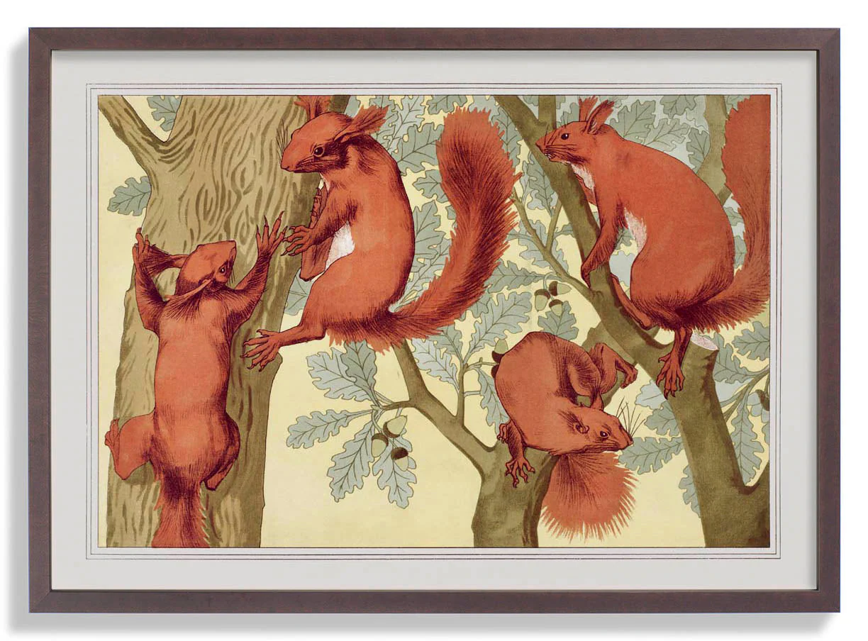 Eichhörnchen