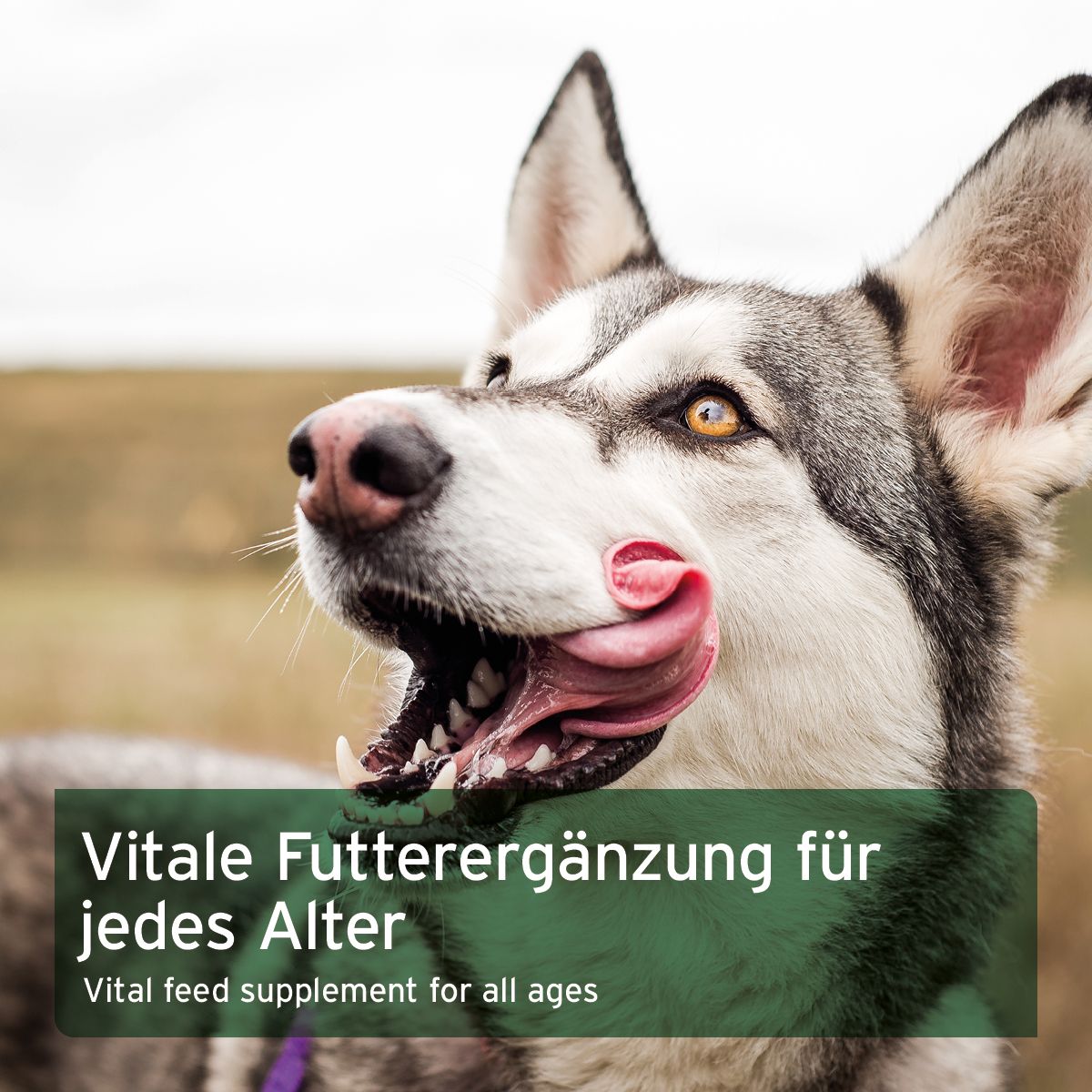 AniForte BARF-Line Karotten-Möhrenflocken