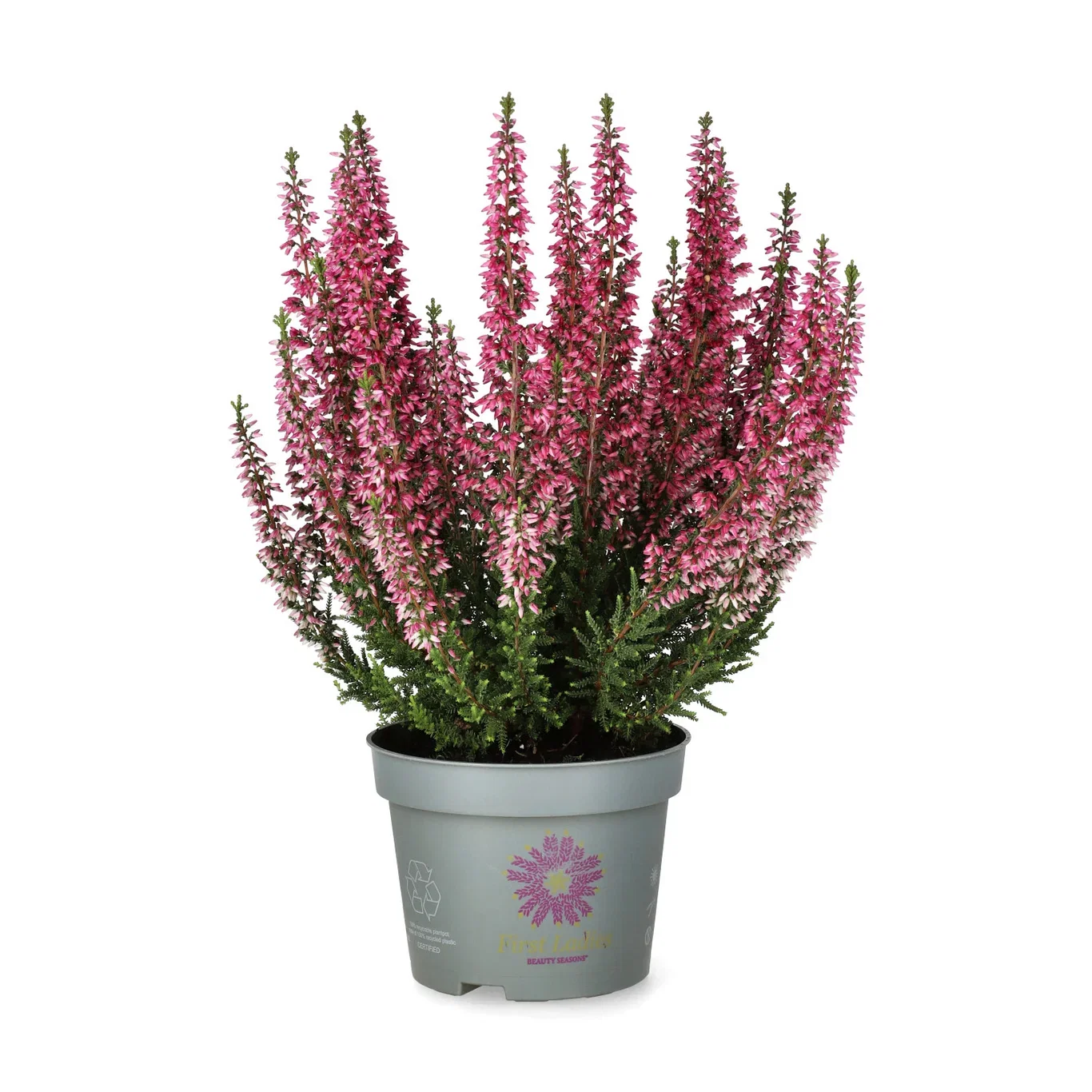 Calluna vulgaris (Beauty Ladies Series) 'First Lady' Røsslyng BEAUTY LADIES 'First Lady' Ø12 cm