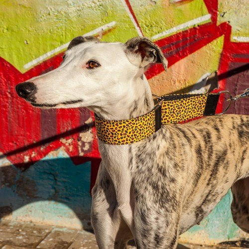 Coleira para cães Pappy Galgo Speedy Leopardo Amarela