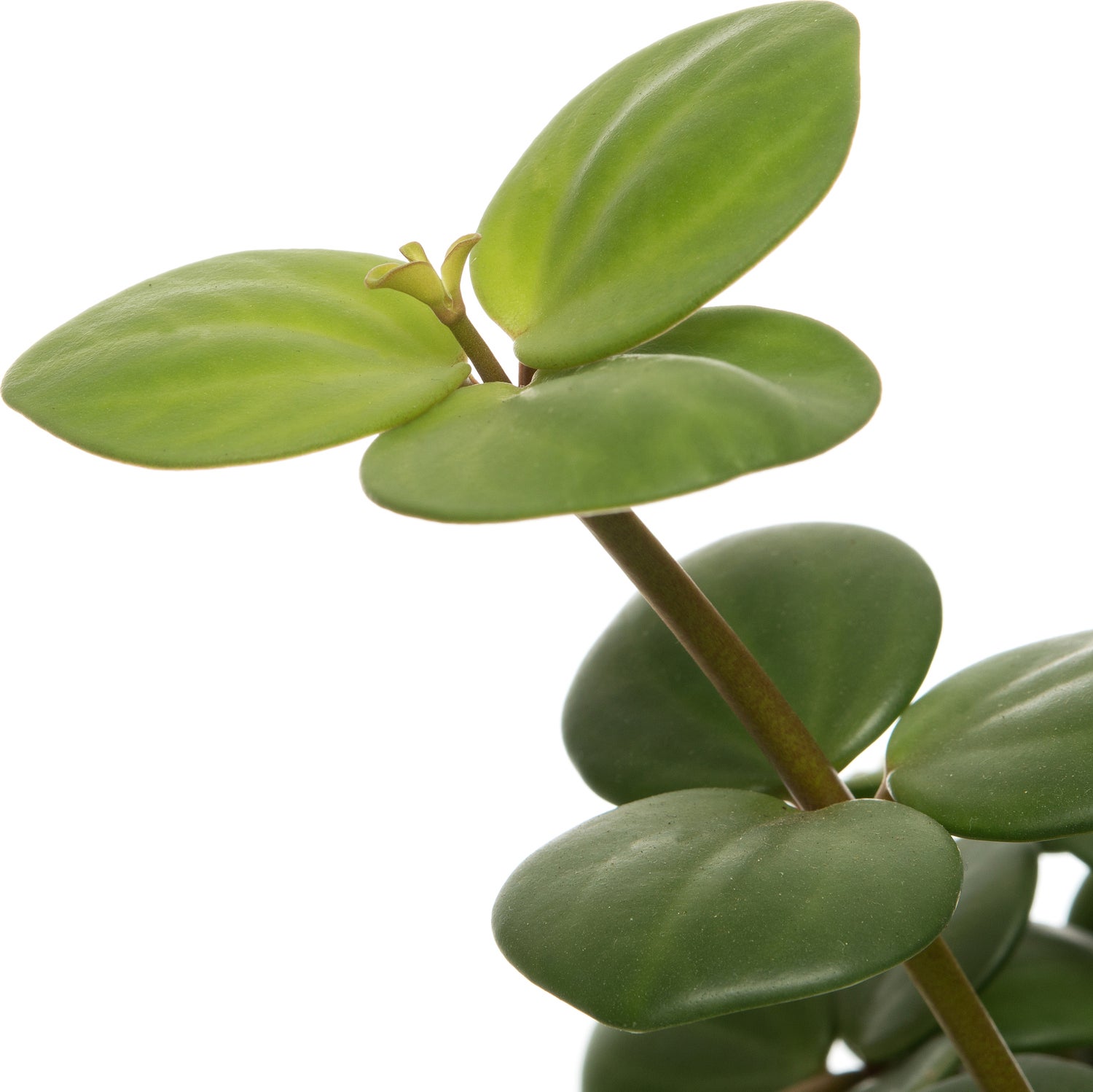 Peperomia (Peperomia tetraphylla 'Hope') D 12 H 15 cm
