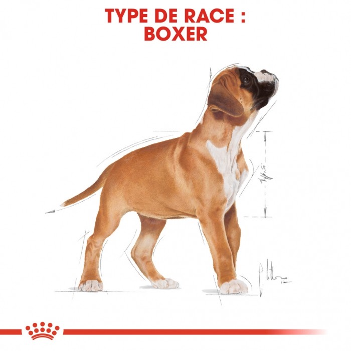 Royal Canin Boxer Puppy - Croquettes pour chiot